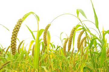 Image showing Millet fields