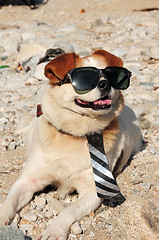 Image showing Funny puppy in sunglasses