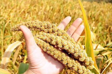 Image showing Millet fields