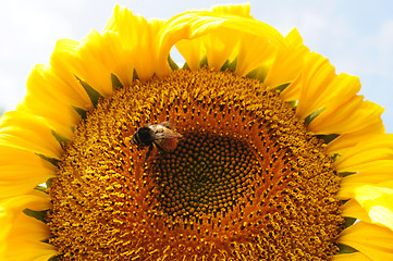 Image showing Sunflower