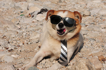 Image showing Funny puppy in sunglasses