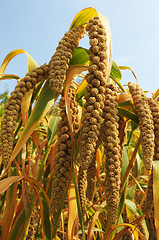 Image showing Millet fields