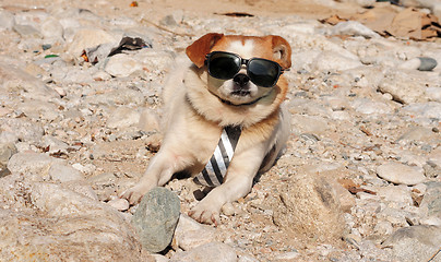 Image showing Funny puppy in sunglasses