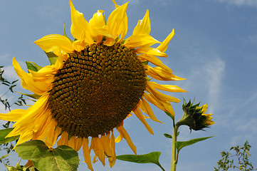 Image showing Sunflower