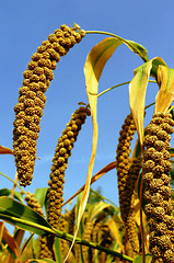 Image showing Millet fields