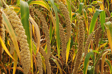 Image showing Millet fields