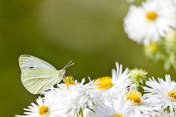 Image showing butterfly