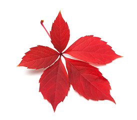 Image showing Red autumn virginia creeper leaves