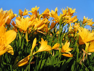 Image showing beautiful yellow flowers 