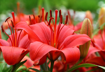 Image showing beautiful red lily