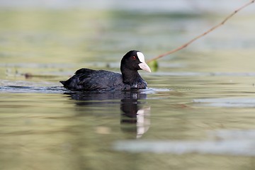 Image showing Coot in the water