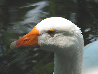 Image showing duck