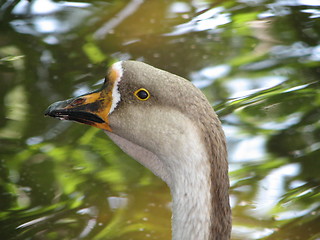 Image showing duck