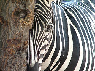 Image showing zebra