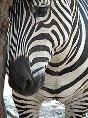 Image showing zebra