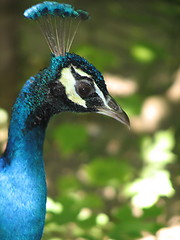 Image showing peacock