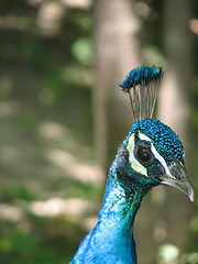 Image showing peacock