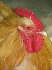 Image showing hen