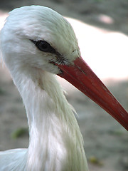 Image showing stork