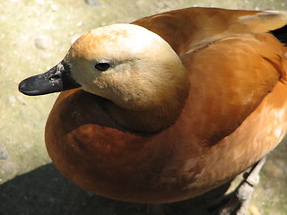 Image showing duck