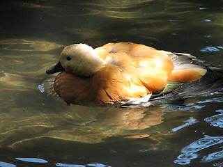 Image showing duck