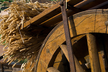 Image showing Wheat