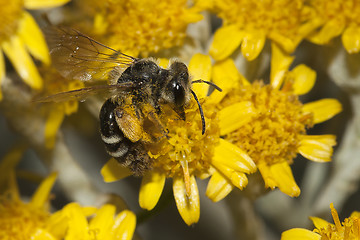 Image showing Apis Mellifica