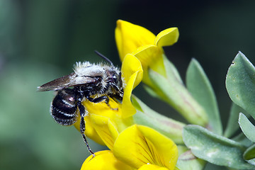 Image showing Apis Mellifica