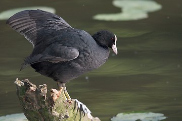 Image showing Coot on stump