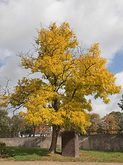 Image showing A tree