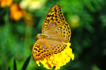 Image showing High brown fritillary (Fabriciana adippe)