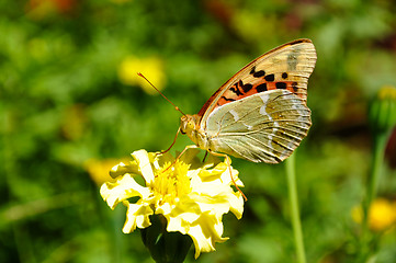 Image showing High brown fritillary