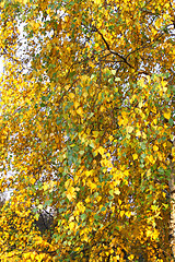 Image showing autumn leaves of birch tree