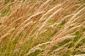 Image showing Wild cereal texture