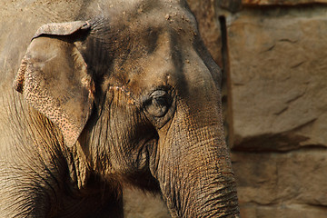 Image showing elephant head