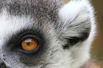 Image showing lemur monkey