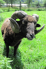 Image showing black mouflon