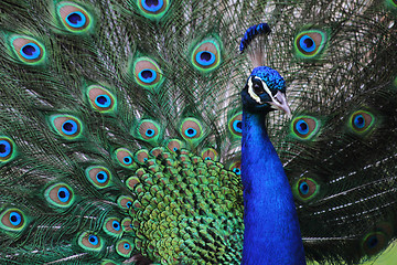 Image showing peacock