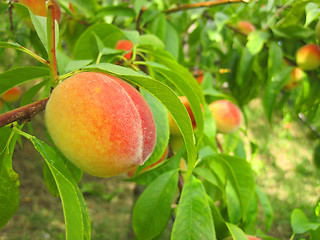 Image showing fresh peaches