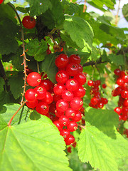 Image showing red currant