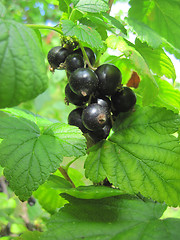 Image showing black currant