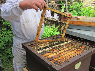 Image showing beekeeping in the small czech farm 