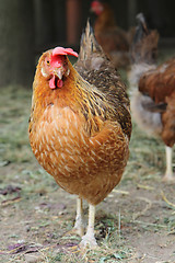 Image showing young chicken