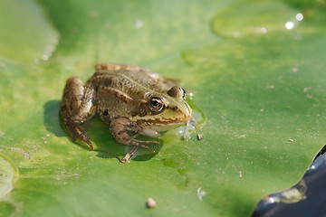 Image showing Pool frog