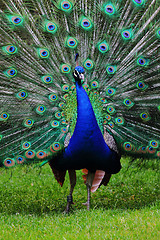 Image showing peacock