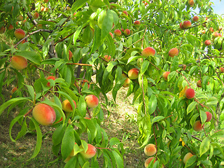 Image showing fresh peaches