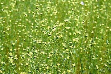 Image showing flax field 