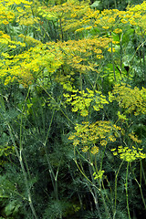 Image showing green dill