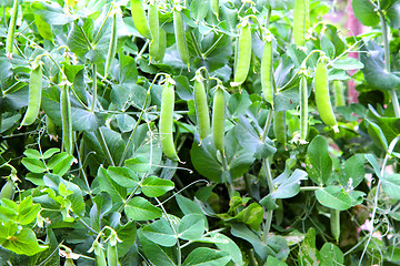 Image showing nice green pea 