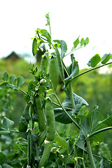 Image showing nice green pea 